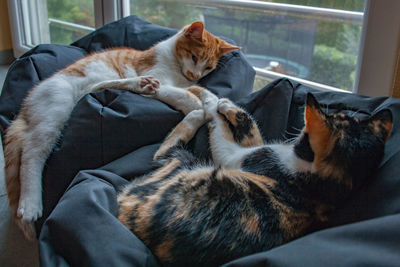 Cats resting in a home