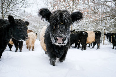 Dogs walking on snow covered field