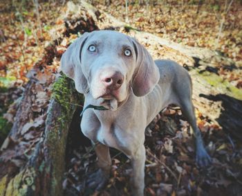 Close-up portrait of dog