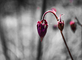 Close-up of red flowering plant