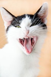 Close-up of cat yawning