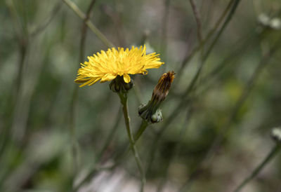 Close-up of yellow flowering plant