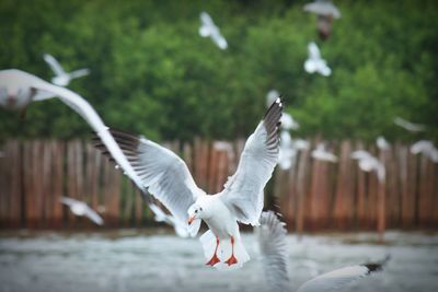 Seagulls flying outdoors