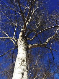 Low angle view of bare tree against sky