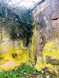 View of trees growing on rock