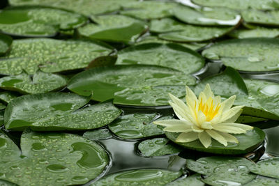 Close-up of lotus water lily in pond