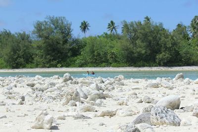 View of trees in water