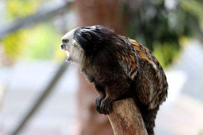 Close-up of owl perching on branch