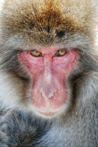 Portrait face of serious monkey