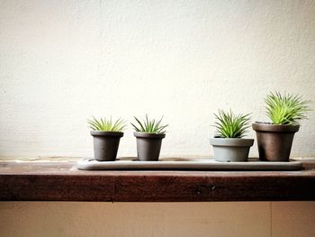 Potted plants on table against wall