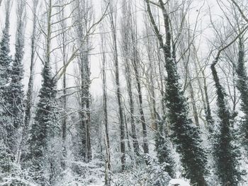 Snow covered trees in forest