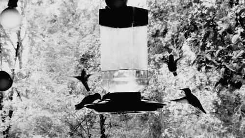 Bird flying in sunlight