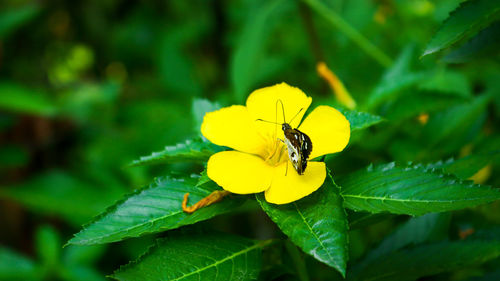 Close-up of insect on yellow flower