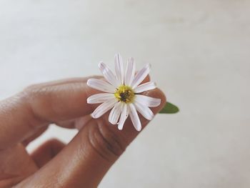 Close-up of hand holding flower