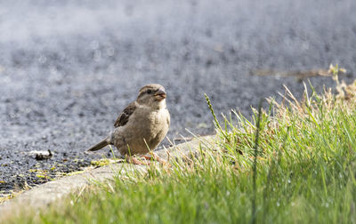 Bird perching on a field