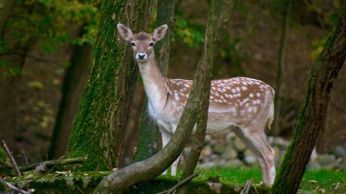 Portrait of deer in a forest