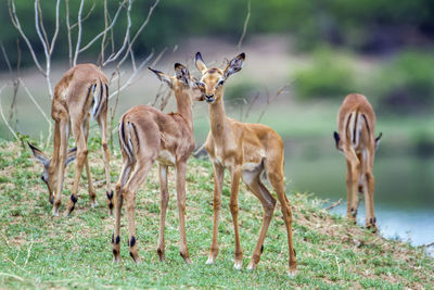 View of giraffe