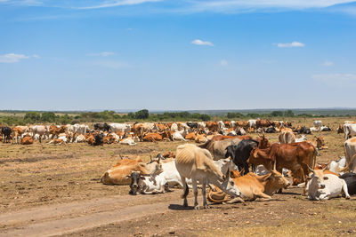 Flock of sheep on field