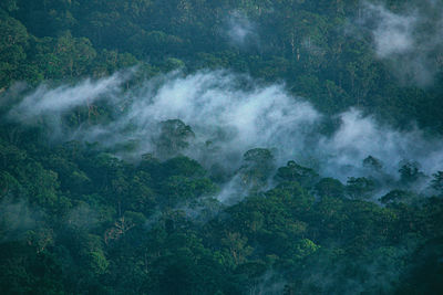 High angle view of waterfall in forest