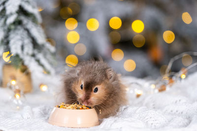 Close-up of squirrel