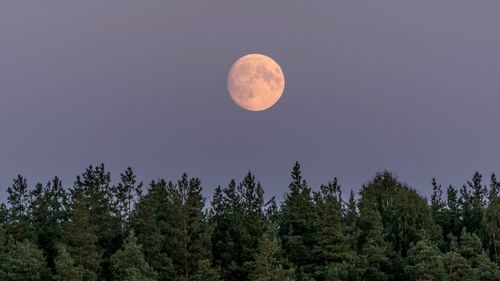 Scenic view of moon in forest