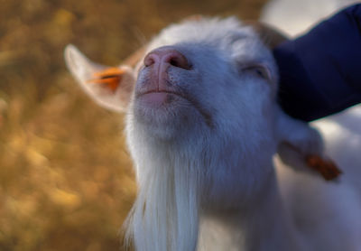 Close-up of goat