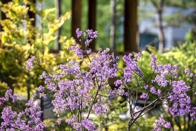 Detail shot of flowers against blurred trees