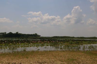 Scenic view of agricultural field against sky