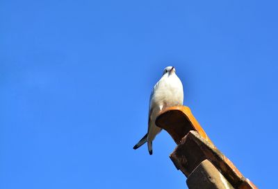 Low angle view of bird perching against blue sky