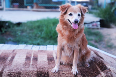 Portrait of dog sitting outdoors