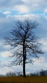 Bare tree against sky