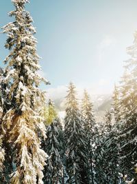 Pine trees on snow covered land against sky