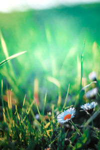 Close-up of flowering plants on field