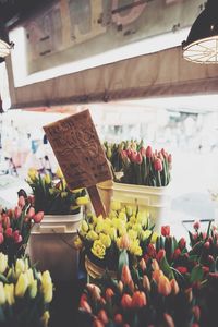 Fresh tulips at flower shop