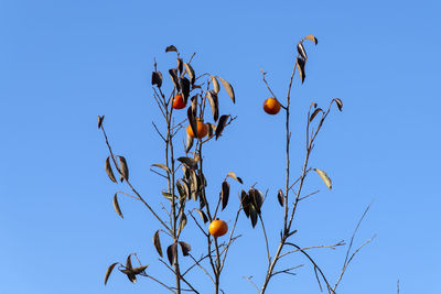 Low angle view of berries growing on tree against clear blue sky