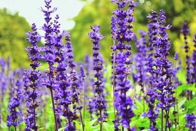 Close-up of purple flowers blooming in field