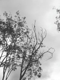 Low angle view of silhouette tree against sky