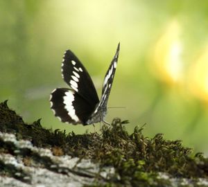 Close-up of butterfly on flower