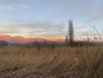 Scenic view of field against sky during sunset