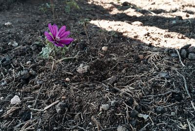 Flowers blooming in field
