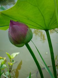 Close-up of water lily