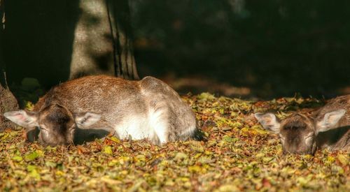 Close-up of sheep