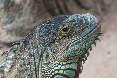 Close-up of iguana