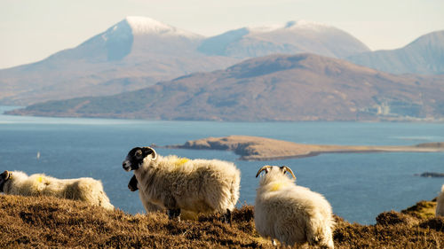 Sheep in a lake