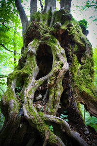 Low angle view of tree trunk in forest
