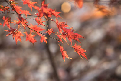 Close-up of red maple leaves on tree