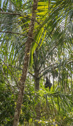 Low angle view of coconut palm trees in forest