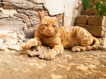 Portrait of cat lying against wall