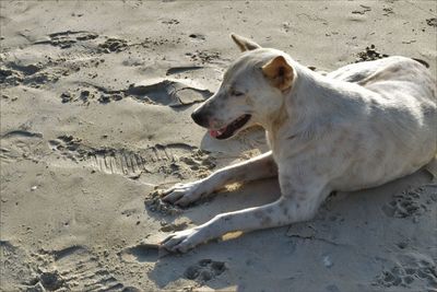 High angle view of dog on beach