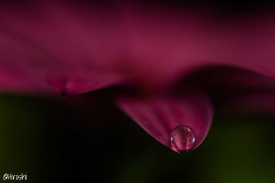 Close-up of flower against blurred background